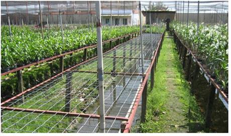 Mô hình trồng hoa lan